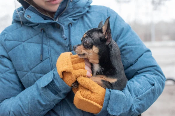 Chihuahua Nas Mãos Uma Mulher Menina Acariciando Seu Animal Estimação — Fotografia de Stock