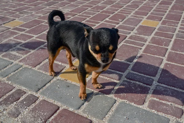 Anjing Peliharaan Berjalan Jalan Anjing Chihuahua Untuk Berjalan Jalan Chihuahua — Stok Foto