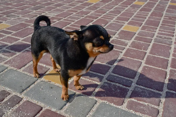 Cane Compagnia Cammina Strada Cane Chihuahua Una Passeggiata Chihuahua Nero — Foto Stock