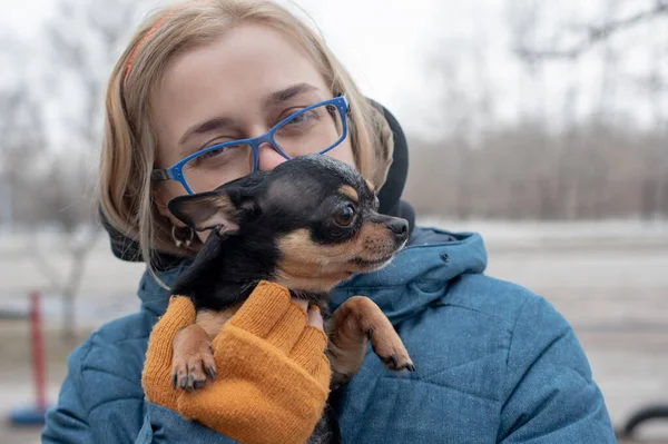 Chihuahua Händerna Kvinna Flickan Smekte Sitt Husdjur Svart Med Brun — Stockfoto