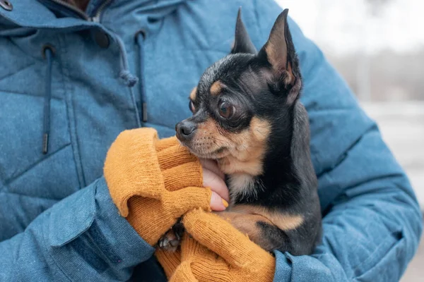 Chihuahua bir kadının ellerinde. Kız hayvanını okşuyor. Kahverengi chihuahua ile siyah