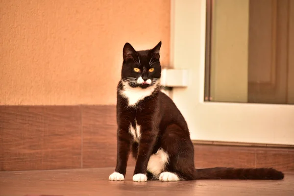 かわいい黒と白の猫の家の近くの通りに座っている 家の近くの通りに黒と白の猫 — ストック写真