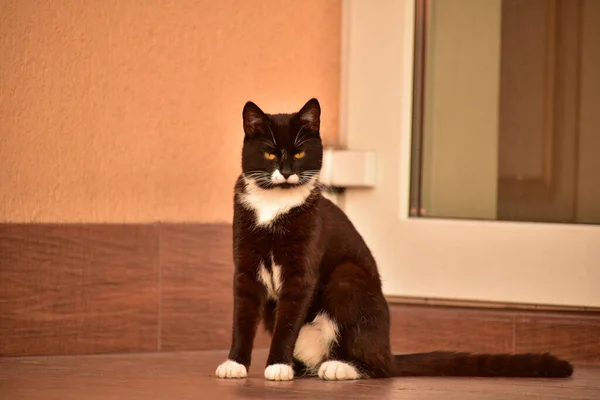 Lindo Gato Blanco Negro Sentado Calle Cerca Casa Gato Blanco — Foto de Stock