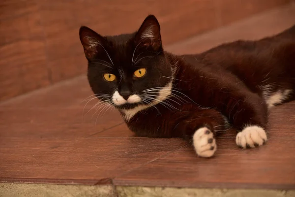 かわいい黒と白の猫は家の近くの通りにあります 家の近くの通りに黒と白の猫 — ストック写真