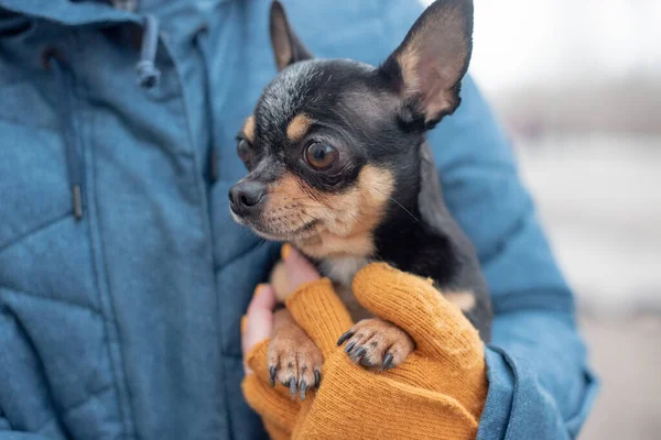 Chihuahua Händerna Kvinna Flickan Smekte Sitt Husdjur Svart Med Brun — Stockfoto