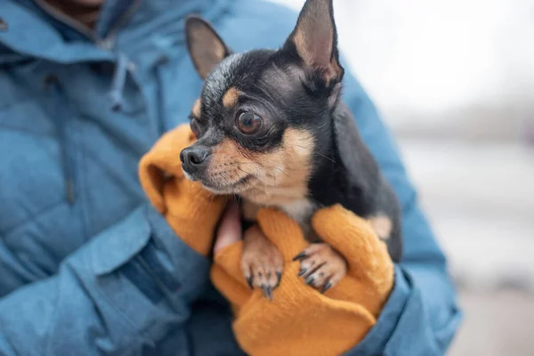 Chihuahua Händerna Kvinna Flickan Smekte Sitt Husdjur Svart Med Brun — Stockfoto