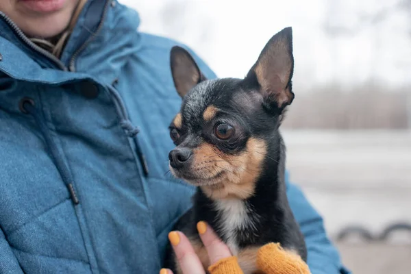 Chihuahua Händerna Kvinna Flickan Smekte Sitt Husdjur Svart Med Brun — Stockfoto