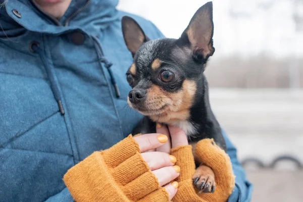 Chihuahua Händerna Kvinna Flickan Smekte Sitt Husdjur Svart Med Brun — Stockfoto