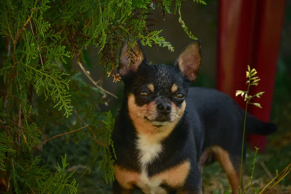 ペット犬が通りを歩いている 散歩のChihuahua犬 Chihuahua黒 茶色と白 散歩中の可愛い子犬 庭や公園で犬 よく手入れされた犬Chihuahuaミニ滑らかな髪 — ストック写真