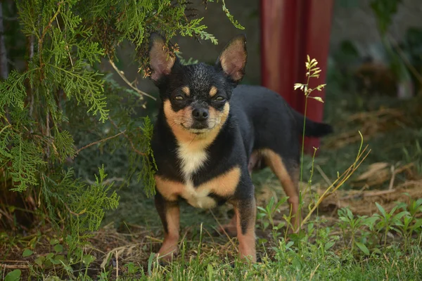 Evcil Köpek Sokakta Yürüyor Chihuahua Köpeği Yürüyüşe Çıktı Chihuahua Siyah — Stok fotoğraf