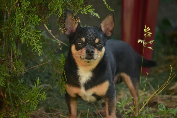 Evcil Köpek Sokakta Yürüyor Chihuahua Köpeği Yürüyüşe Çıktı Chihuahua Siyah — Stok fotoğraf