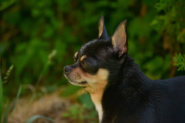 Chien Compagnie Promenades Dans Rue Chihuahua Chien Pour Une Promenade — Photo