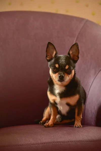 Pies Chihuahua Brązowym Fotelu Chihuahua Brązowej Kanapie Czarno Brązowo Biały — Zdjęcie stockowe