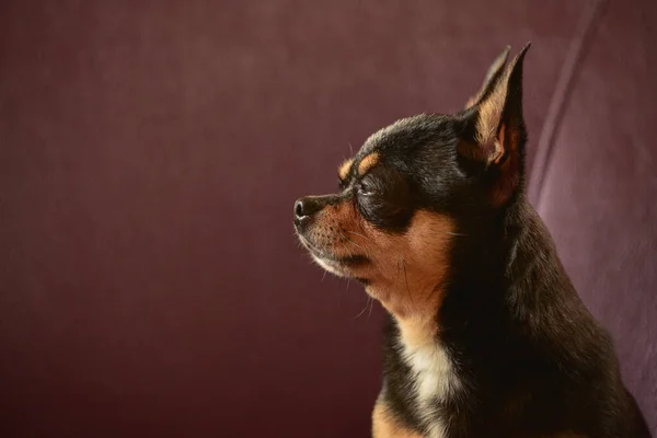 Chihuahua Σκυλί Μια Καφέ Πολυθρόνα Τσιουάουα Καφέ Καναπέ Ένα Ασπρόμαυρο — Φωτογραφία Αρχείου