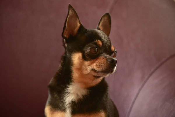 Chihuahua Cão Uma Poltrona Marrom Chihuahua Num Sofá Castanho Cão — Fotografia de Stock