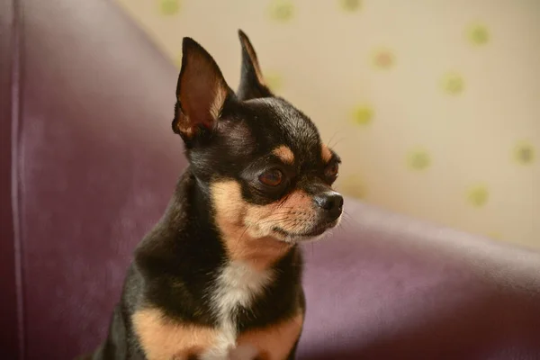 茶色のアームチェアでChihuahua犬 茶色のソファの上でChihuahua 黒い茶色の三色のChihuahua犬はソファまたはアームチェアに座っています 家で犬 家でのペット — ストック写真