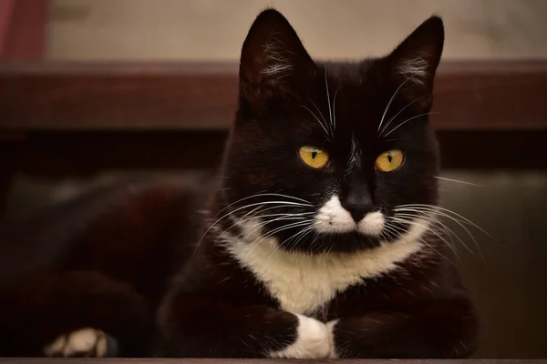 Lindo Gato Blanco Negro Encuentra Calle Cerca Casa Gato Blanco — Foto de Stock