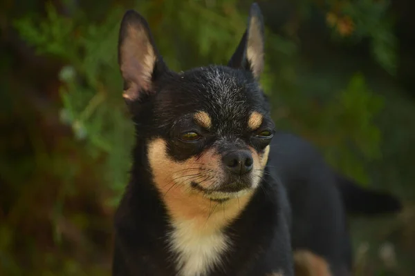 Pies Spaceruje Ulicy Chihuahua Pies Spacer Chihuahua Czarny Brązowy Biały — Zdjęcie stockowe