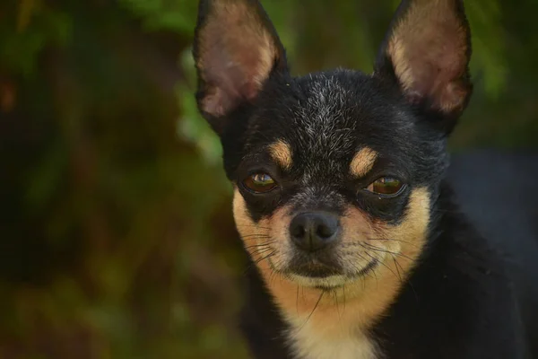 Evcil Köpek Sokakta Yürüyor Chihuahua Köpeği Yürüyüşe Çıktı Chihuahua Siyah — Stok fotoğraf