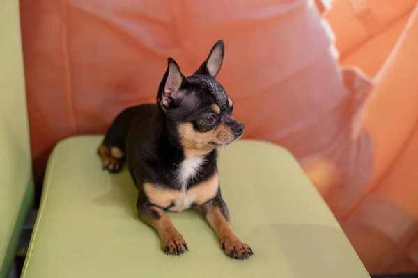 Hermoso Perro Chihuahua Retrato Animal Una Foto Con Estilo Chihuahua — Foto de Stock