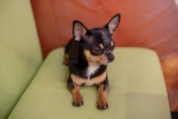 Güzel Bir Chihuahua Köpeği Hayvan Portresi Şık Bir Fotoğraf Chihuahua — Stok fotoğraf