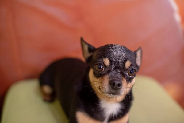Güzel Bir Chihuahua Köpeği Hayvan Portresi Şık Bir Fotoğraf Chihuahua — Stok fotoğraf