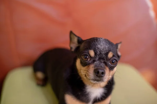 Hermoso Perro Chihuahua Retrato Animal Una Foto Con Estilo Chihuahua — Foto de Stock