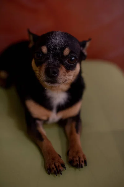 美しいChihuahua犬 動物の肖像画 スタイリッシュな写真 Chihuahua屋内 犬は横に驚いてにっこり笑うだろう 犬の短い髪のミニ品種 ペットだ 黒と白の斑点のある犬 — ストック写真