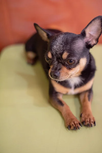 Beautiful Chihuahua Dog Animal Portrait Stylish Photo Chihuahua Indoors Dog — Stock Photo, Image