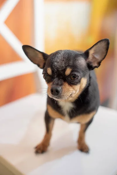 Beautiful Chihuahua Dog Animal Portrait Stylish Photo Chihuahua Indoors Dog — Stock Photo, Image