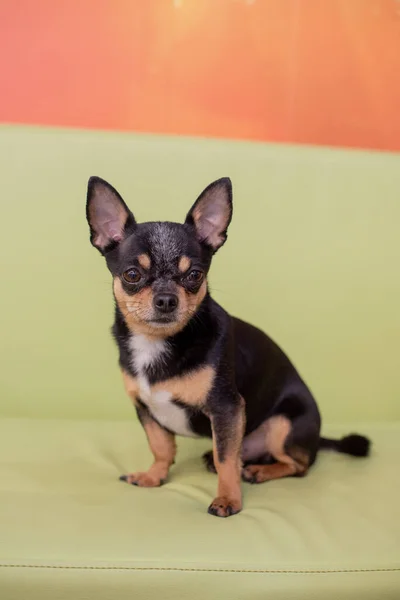 Hermoso Perro Chihuahua Retrato Animal Una Foto Con Estilo Chihuahua — Foto de Stock