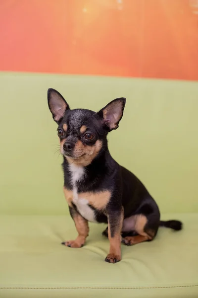 Hermoso Perro Chihuahua Retrato Animal Una Foto Con Estilo Chihuahua — Foto de Stock