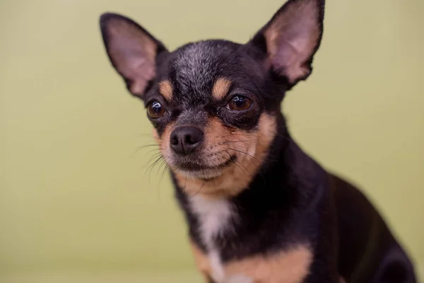 美しいChihuahua犬 動物の肖像画 スタイリッシュな写真 Chihuahua屋内 犬は横に驚いてにっこり笑うだろう 犬の短い髪のミニ品種 ペット — ストック写真