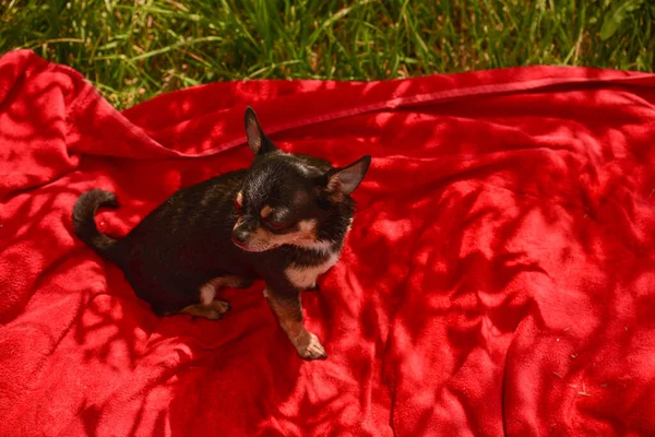 Beautiful chihuahua dog. Animal portrait. Stylish photo. Red background. Collection of funny animals. chihuahua dog on red background. Dog and nature. Chihuahua on a red towel.Animals and rest concept