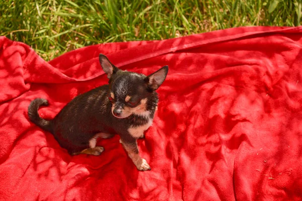 Güzel Bir Chihuahua Köpeği Hayvan Portresi Şık Bir Fotoğraf Kırmızı — Stok fotoğraf