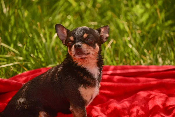 Krásný Čivavský Pes Zvířecí Portrét Stylová Fotka Červené Pozadí Sbírka — Stock fotografie