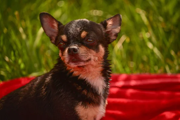 Bellissimo Cane Chihuahua Ritratto Animale Foto Elegante Sfondo Rosso Raccolta — Foto Stock