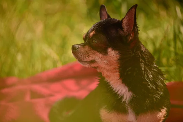 Bellissimo Cane Chihuahua Ritratto Animale Foto Elegante Sfondo Rosso Raccolta — Foto Stock