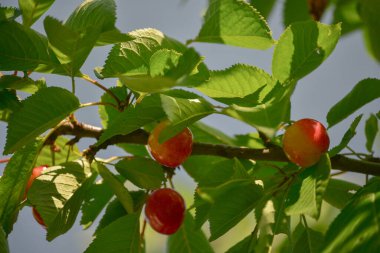 Kiraz ağacı dalında sallanan kirazlar. Kiraz ağacı