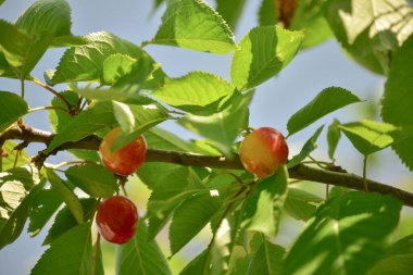Kiraz ağacı dalında sallanan kirazlar. Kiraz ağacı