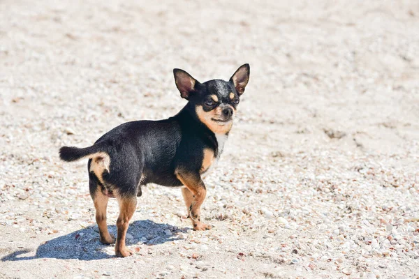 Chihuahua Câine Vara Nisip Drăguţ Catelus Chihuahua Negru Chihuahua Câine — Fotografie, imagine de stoc