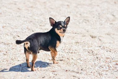 Yazın kumun üzerinde Chihuahua köpeği. Şirin siyah chihuahua köpeği. Denizdeki Chihuahua köpeği