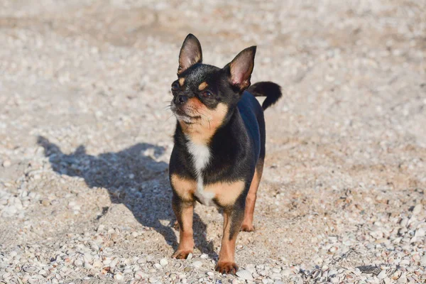 Chihuahua Cão Verão Areia Bonito Cachorro Chihuahua Preto Chihuahua Cão — Fotografia de Stock
