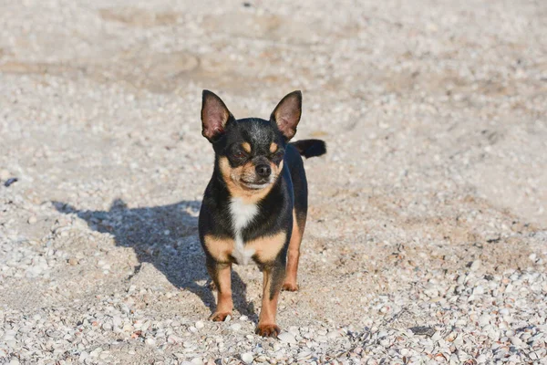 Yazın Kumun Üzerinde Chihuahua Köpeği Şirin Siyah Chihuahua Köpeği Denizdeki — Stok fotoğraf