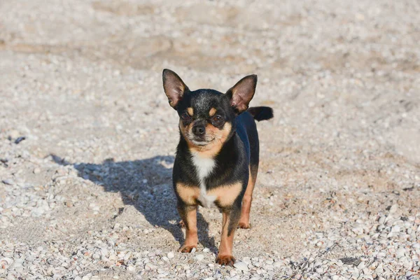 Chihuahua Kutya Nyáron Homokon Aranyos Fekete Csivava Kiskutya Chihuahua Kutya — Stock Fotó