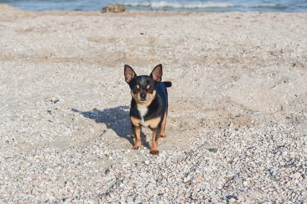 Yazın Kumun Üzerinde Chihuahua Köpeği Şirin Siyah Chihuahua Köpeği Denizdeki — Stok fotoğraf