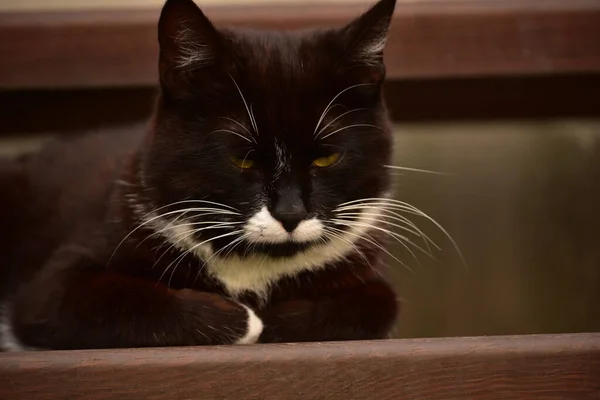 かわいい黒と白の猫は家の近くの通りにあります 家の近くの通りに黒と白の猫 — ストック写真