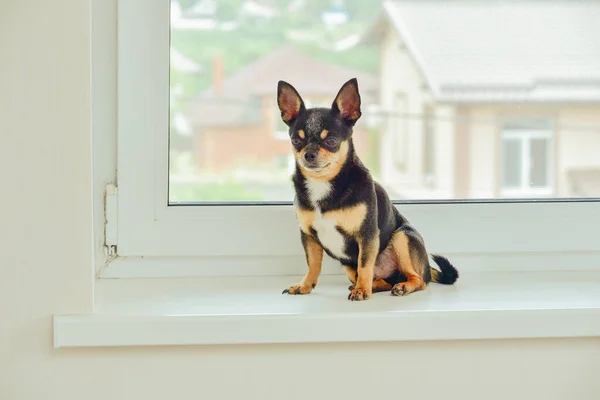 A small beautiful dog of the Chihuahua breed sits alone on a white windowsill by the window. Day. Chihuahua dog on the windowsill. Pet waiting for its owner by the window. The dog is tricolor. dog