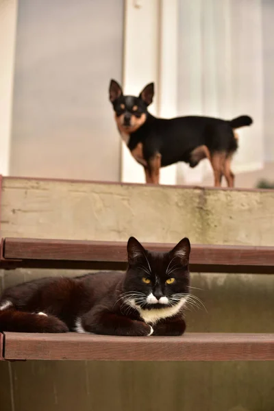 Zamknij Portret Psa Kota Kot Pies Zwierzęta Domowe Progu Domu — Zdjęcie stockowe
