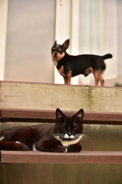 Kedi Köpeğin Yakın Portresi Kedi Köpek Evcil Hayvanlar Evin Kapısında — Stok fotoğraf